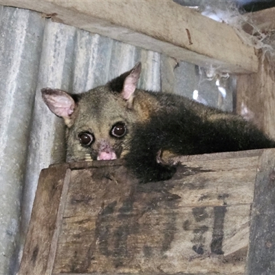 Trichosurus vulpecula (Common Brushtail Possum) at Braidwood, NSW - 12 Feb 2025 by MatthewFrawley