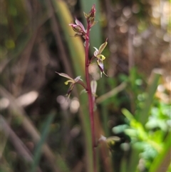 Acianthus exsertus (Large Mosquito Orchid) at Harolds Cross, NSW - 12 Feb 2025 by Csteele4