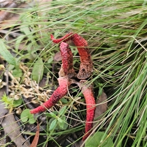 Clathrus archeri at Harolds Cross, NSW - suppressed