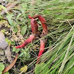 Clathrus archeri at Harolds Cross, NSW - suppressed