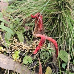 Clathrus archeri at Harolds Cross, NSW - suppressed