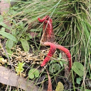 Clathrus archeri at Harolds Cross, NSW - suppressed