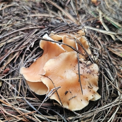 Marasmius elegans (Velvet Parachute) at Harolds Cross, NSW - 12 Feb 2025 by Csteele4