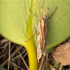 Hednota pleniferellus (A Grass moth) at Emerald, VIC - 11 Feb 2025 by GlossyGal