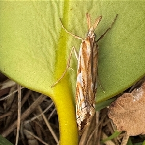 Hednota pleniferellus at Emerald, VIC - suppressed