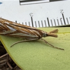 Hednota pleniferellus at Emerald, VIC - suppressed