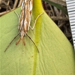 Hednota pleniferellus at Emerald, VIC - suppressed