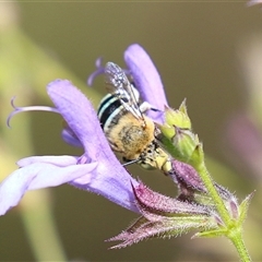 Amegilla (Zonamegilla) asserta (Blue Banded Bee) at Macarthur, ACT - Yesterday by RodDeb