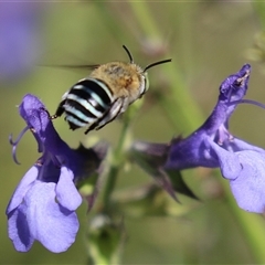 Amegilla (Zonamegilla) asserta at Macarthur, ACT - Yesterday 04:07 PM