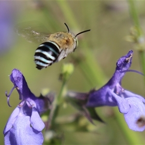 Amegilla (Zonamegilla) asserta at Macarthur, ACT - Yesterday 04:07 PM