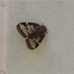 Scolypopa australis (Passionvine hopper, Fluffy bum) at Macarthur, ACT - Yesterday by RodDeb