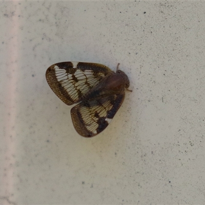 Scolypopa australis (Passionvine hopper, Fluffy bum) at Macarthur, ACT - Yesterday by RodDeb