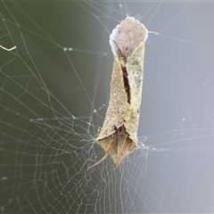 Phonognathidae (family) (Leaf curling orb-weavers) at Macarthur, ACT - 12 Feb 2025 by RodDeb