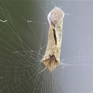 Phonognathidae (family) at Macarthur, ACT - Yesterday 04:12 PM