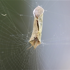 Phonognathidae (family) at Macarthur, ACT - Yesterday 04:12 PM