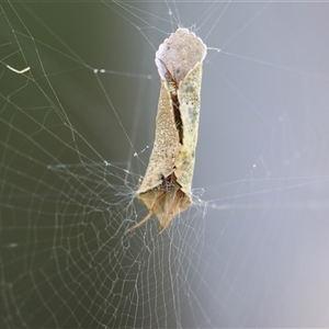 Phonognathidae (family) at Macarthur, ACT - Yesterday 04:12 PM