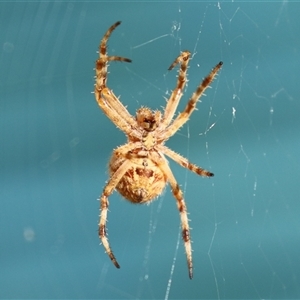 Hortophora biapicata at Macarthur, ACT - 12 Feb 2025 by RodDeb