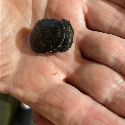 Chelodina longicollis (Eastern Long-necked Turtle) at Mulgoa, NSW - 12 Feb 2025 by JohnGiacon