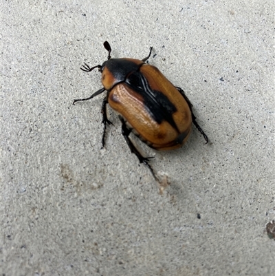 Chondropyga dorsalis (Cowboy beetle) at Canberra, ACT - 11 Feb 2025 by JohnGiacon