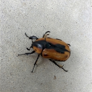 Chondropyga dorsalis at Canberra, ACT - 11 Feb 2025 01:19 PM