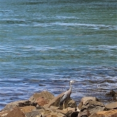 Egretta novaehollandiae (White-faced Heron) at Port Arthur, TAS - 12 Feb 2025 by JimL