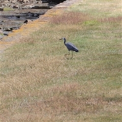 Egretta novaehollandiae at Port Arthur, TAS - 12 Feb 2025 02:26 PM