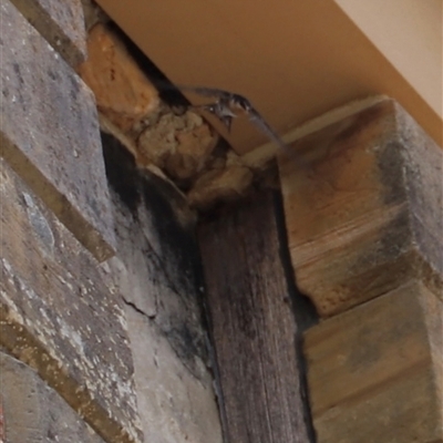 Hirundo neoxena (Welcome Swallow) at Port Arthur, TAS - 12 Feb 2025 by JimL