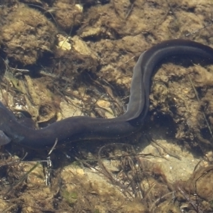 Unidentified Eels at Port Arthur, TAS - 12 Feb 2025 by JimL