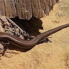 Unidentified Skink at Port Arthur, TAS - 12 Feb 2025 by JimL