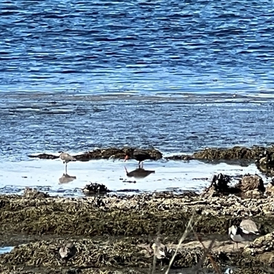 Haematopus fuliginosus (Sooty Oystercatcher) at Port Arthur, TAS - 12 Feb 2025 by JimL