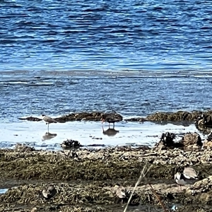 Haematopus fuliginosus at Port Arthur, TAS - suppressed