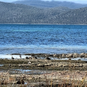 Haematopus fuliginosus at Port Arthur, TAS - suppressed
