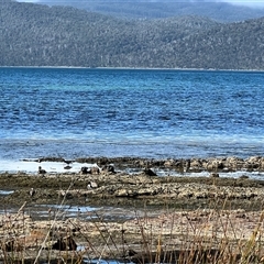 Haematopus fuliginosus at Port Arthur, TAS - suppressed
