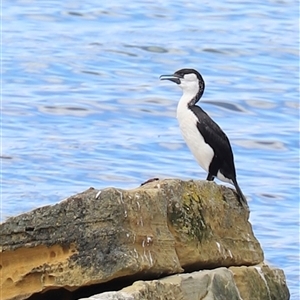 Phalacrocorax fuscescens at Port Arthur, TAS - 12 Feb 2025 01:53 PM