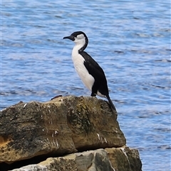 Phalacrocorax fuscescens at Port Arthur, TAS - 12 Feb 2025 01:53 PM