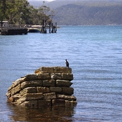 Phalacrocorax fuscescens at Port Arthur, TAS - 12 Feb 2025 01:53 PM