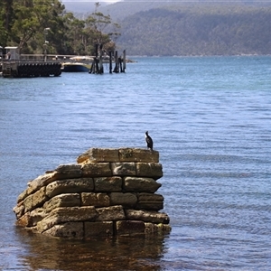 Phalacrocorax fuscescens at Port Arthur, TAS - 12 Feb 2025 01:53 PM