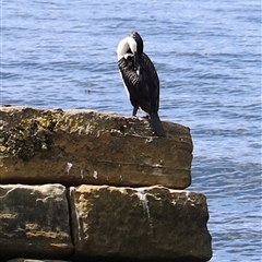 Phalacrocorax fuscescens at Port Arthur, TAS - 12 Feb 2025 01:53 PM