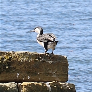 Phalacrocorax fuscescens at Port Arthur, TAS - 12 Feb 2025 01:53 PM