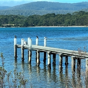 Pelecanus conspicillatus (Australian Pelican) at Port Arthur, TAS - 12 Feb 2025 by JimL