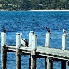 Pelecanus conspicillatus at Port Arthur, TAS - 12 Feb 2025 04:29 PM