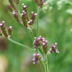 Verbena incompta (Purpletop) at Wodonga, VIC - 9 Feb 2025 by KylieWaldon