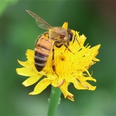 Apis mellifera (European honey bee) at Wodonga, VIC - 9 Feb 2025 by KylieWaldon