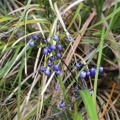 Dianella tasmanica (Tasman Flax Lily) at Port Arthur, TAS - 12 Feb 2025 by JimL