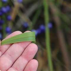 Dianella tasmanica at Port Arthur, TAS - 12 Feb 2025 10:54 AM