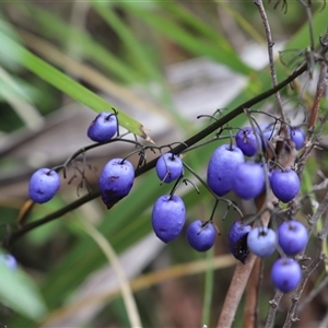 Dianella tasmanica at Port Arthur, TAS - 12 Feb 2025 10:54 AM