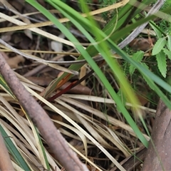 Dianella tasmanica at Port Arthur, TAS - 12 Feb 2025 10:54 AM