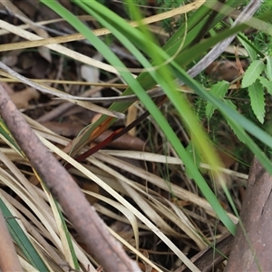 Dianella tasmanica at Port Arthur, TAS - 12 Feb 2025 10:54 AM