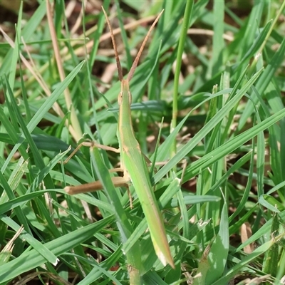 Acrida conica (Giant green slantface) at Wodonga, VIC - 9 Feb 2025 by KylieWaldon