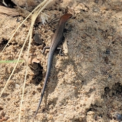 Lampropholis sp. (Grass Skink) at Wodonga, VIC - 9 Feb 2025 by KylieWaldon